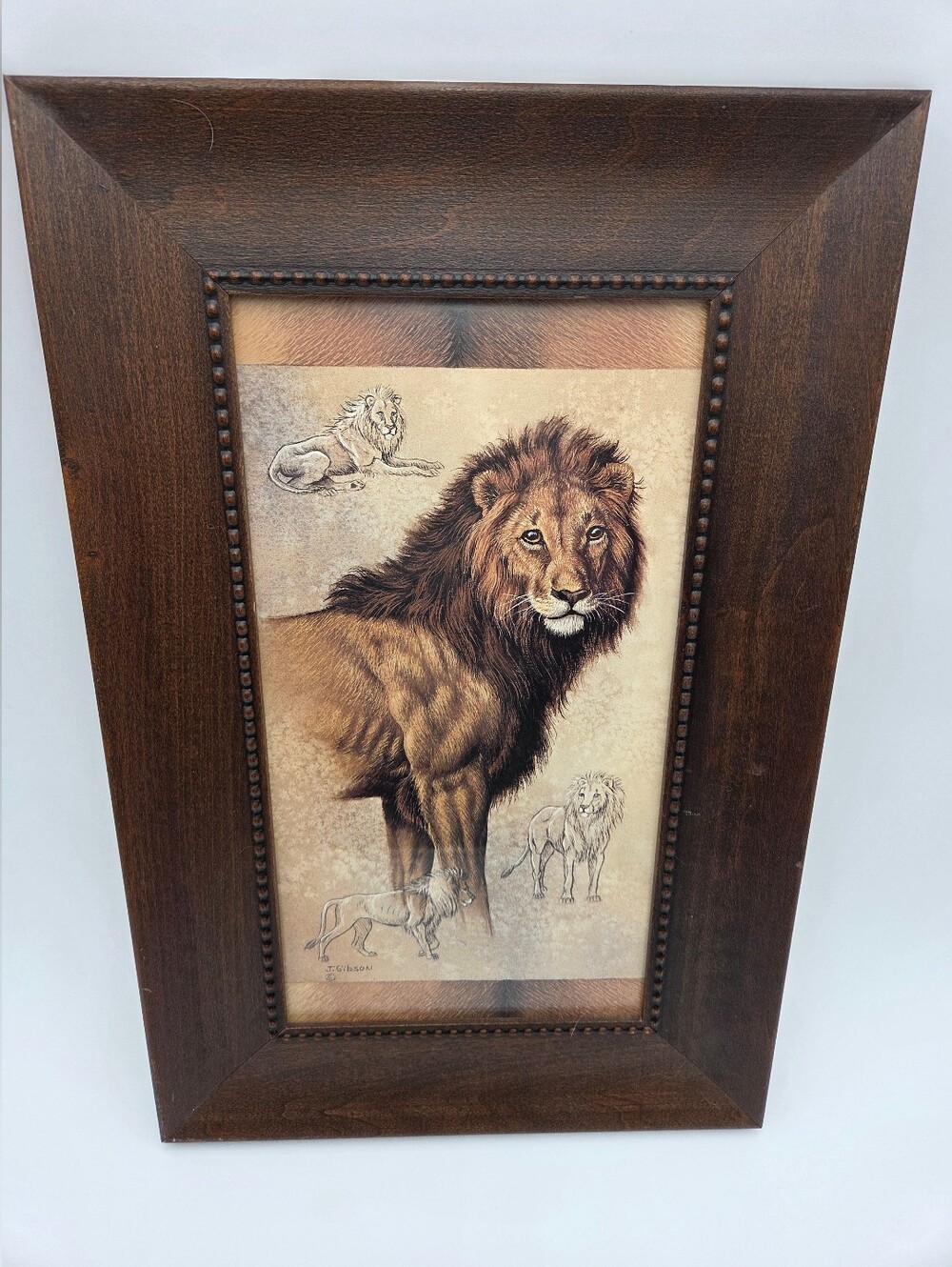 J. Gibson Framed Safari Lion Illustration